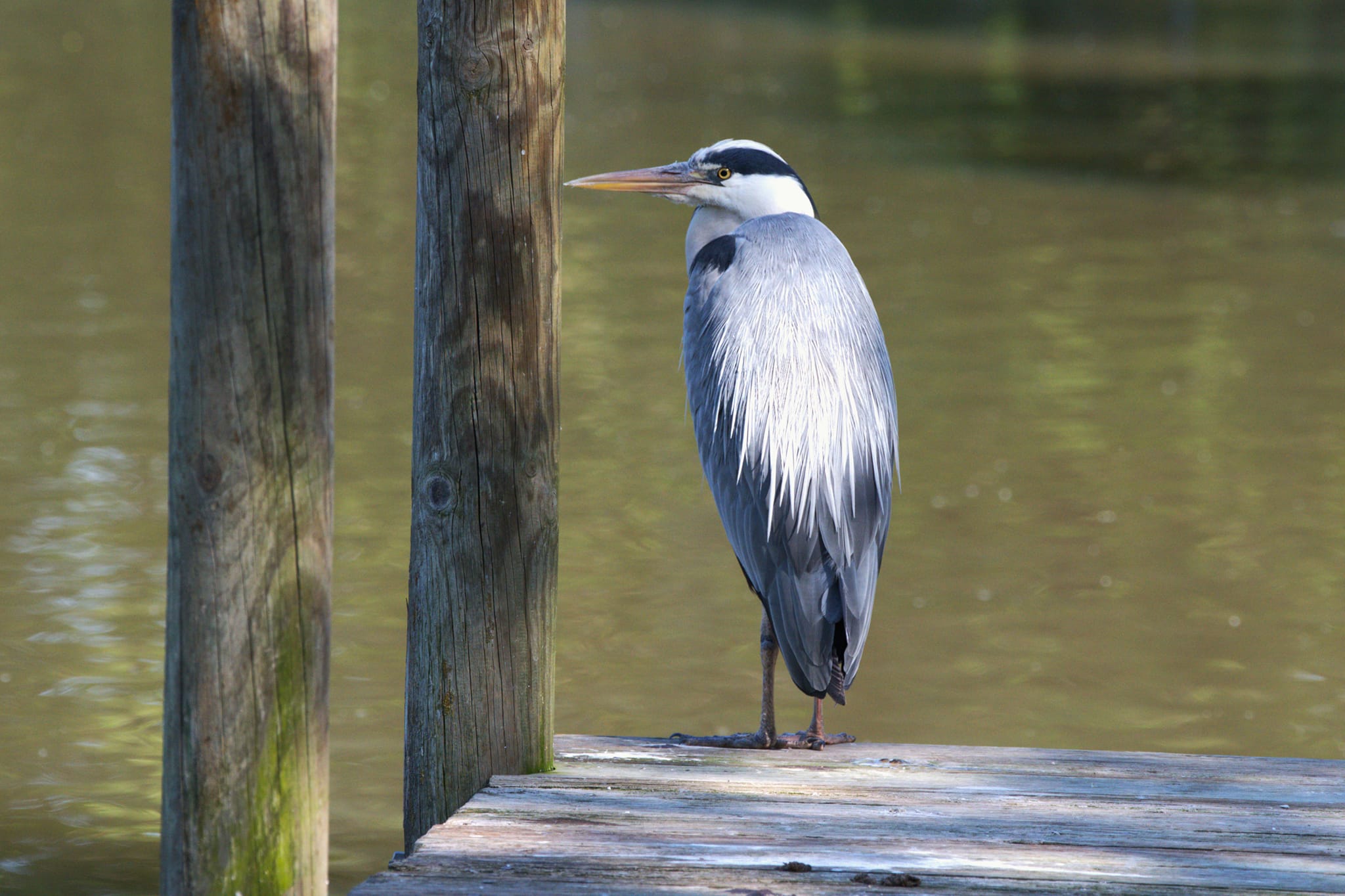 Grey Heron Bird